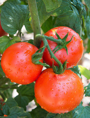 RDK tomato Seed(100 per packet)