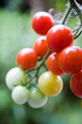 worldex tomato Seed(145 per packet)
