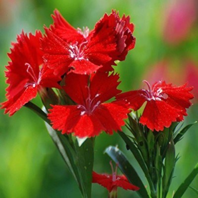 Lorvox Dianthus Baby Doll Flower Seed(130 per packet)