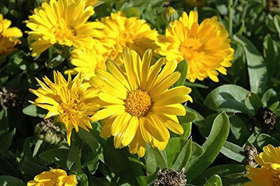 Aywal Calendula Hybrid Flower Seed(10 per packet)
