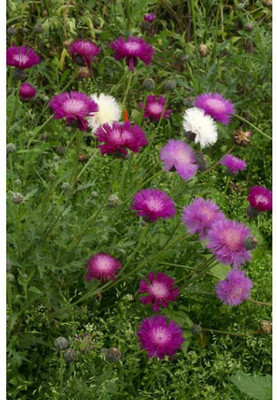 EVEMP MIX AMBERBOA MOSCHATA SWEET SULTAN Flower Seed(80 per packet)