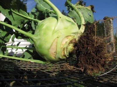 KNESSiN Giant Kohlrabi Seed(500 per packet)