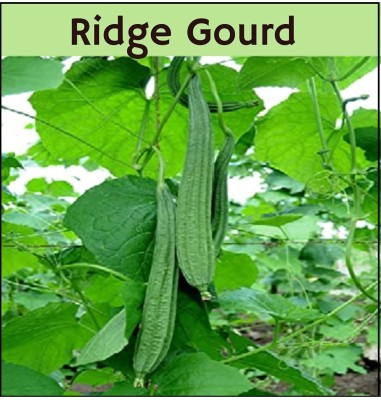 VibeX Home Gardening RIDGE GOURD HYBRID R.G.1[50 Gms, 250 Seeds] Seed(250 per packet)