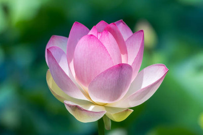 Heen Fab lotus,kamal gatta Seed(11 per packet)
