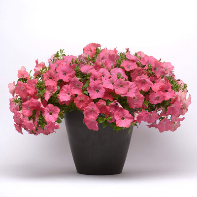 CYBEXIS Coral Reef Easy Wave Petunia Flower Seeds Seed(50 per packet)