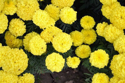 AGRODAK marigold/gende ka phool flower seeds Seed(50 per packet)