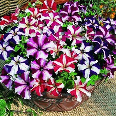 CYBEXIS Petunia Ultra Star Flowring Seeds Seed(50 per packet)