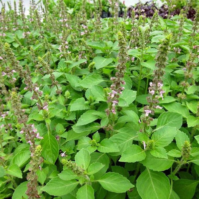 VibeX ® RXI-21 African blue basil Seed(1000 per packet)
