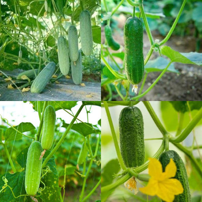 ibains Cucumber seeds f1 hybrid snow white Kakari sosa seeds pack of 23 Seed(32 per packet)