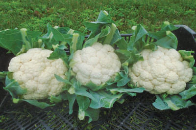 Quentova Cauliflower vegetable-9A-ROC Seed(200 per packet)