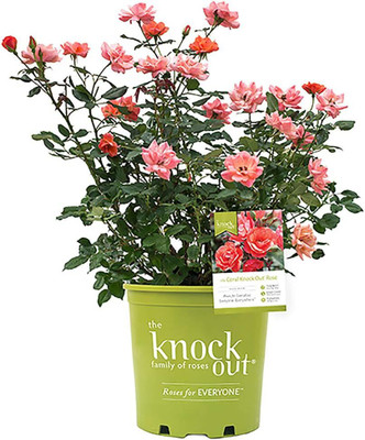 Qualtivate HUA-2A Rose for Planting Seed(25 per packet)