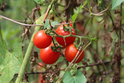 Tastism tomato Seed(75 per packet)