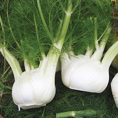 KNESSiN Fennel Florence Seed(200 per packet)