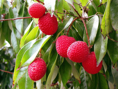 Aywal Premium Hybrid Litchi ( Lychee ) Fruit Seed(6 per packet)