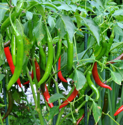 granthi Chilli Pepper Green long Variety Seed(2000 per packet)