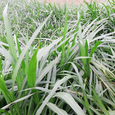 ibains Buffalo grass seeds Seed(8800 per packet)