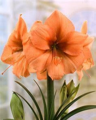 Cloud Farm Lily Plant Seed(3 per packet)