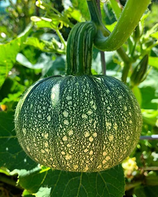 Aywal Biggest Pumpkin Seed(110 per packet)