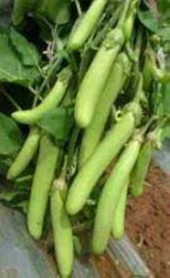 SM Exports Brinjal - Arka Unnathi brinjal vegetable seeds 2000 seeds per pack. Seed(2000 per packet)