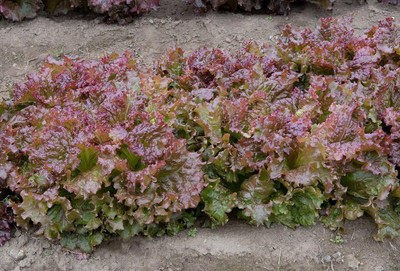 Qualtivate RES-2A RUBY LEAF LETTUCE Red Loose Leaf Seed(300 per packet)