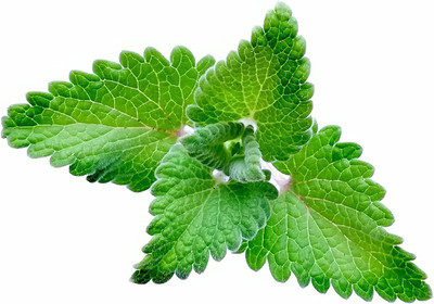 VibeX VVI-55 - Catnip (Nepeta cataria) - (1500 Seeds) Seed(1500 per packet)