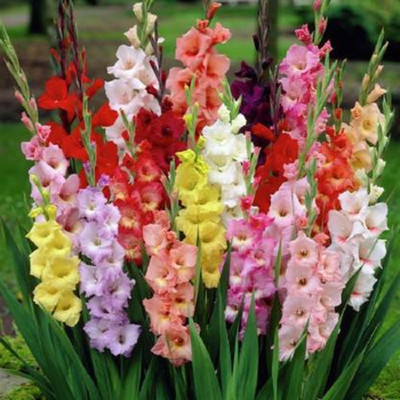 the green dotcom Gladiolus Mix Color Flower Bulbs Seeds (150 Seed) Seed(55 per packet)