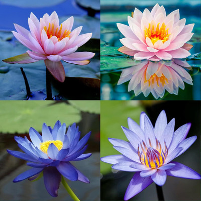 Qualtivate VXL-3AT Dwarf Aquatic Water Lily Seed(25 per packet)