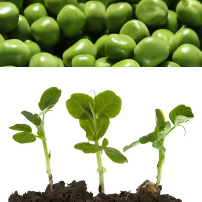 VibeX ® VMR-562 Sugar Daddy Snap Pea Seeds Seed(50 per packet)