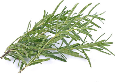 CYBEXIS PUAS-26 - Non-GMO Rosemary - (750 Seeds) Seed(750 per packet)
