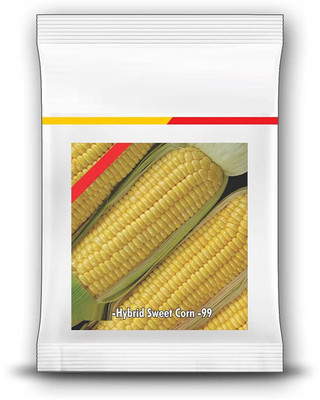 VibeX ® RXI-958 Sugar Sweet Corn Seeds Seed(500 per packet)