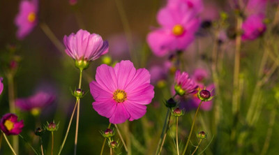 JAWKEY Cosmos Seeds, Sensation Mixed Colors Seed(20 per packet)