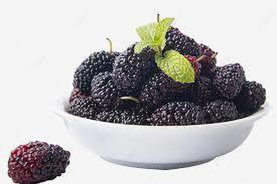 Oliver MULBERRY (shshatoot) fruit seeds Seed(30 per packet)