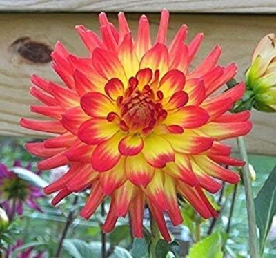 LPR DAHLIA Seed(5 per packet)