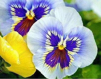 CYBEXIS Beautiful Pansy Mix Color Wavy Viola Seed(50 per packet)