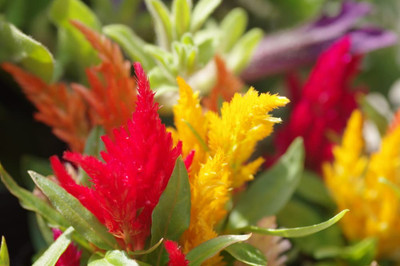 ZIXA Plume Celosia Seed(20 per packet)
