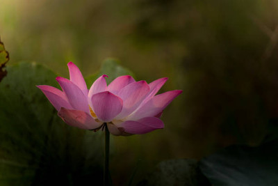 MG ALL IN ONE lotus,kamal gatta Seed(10 per packet)