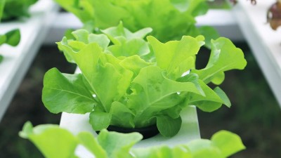 Qualtivate GBPT-5A Oakleaf Lettuce Seeds Seed(300 per packet)