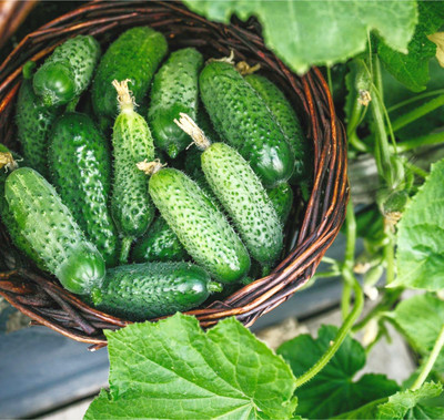 N.G.M. AGROCARE Cucumber F1 Hybrid Seed(50 per packet)