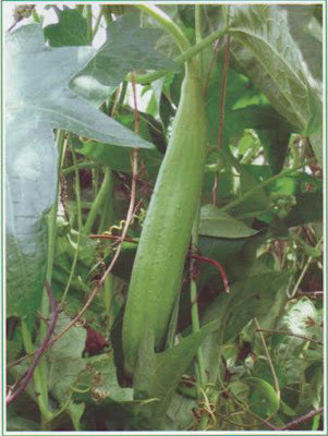 VNR Fresh VNR Ridge Gourd (Torai) Hybrid Vegetable Seed(10 per packet)