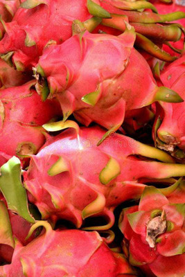 XOLDAA dragon fruit seed Seed(57 per packet)