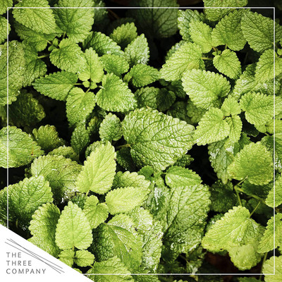 VibeX ® VXI-11 Edible Herb - Mint Seed(200 per packet)