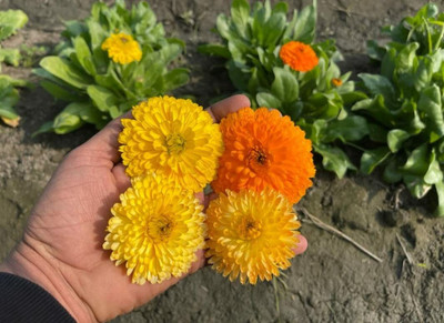Aywal Calendula For Garden Flower Seed(40 per packet)