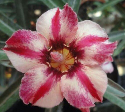 Qualtivate HUA-426 Adenium Obesum Desert Roses Noel Seed(30 per packet)