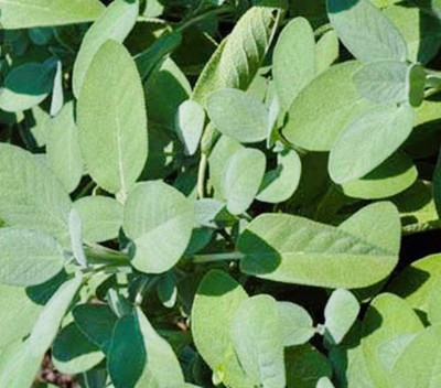 Qualtivate ICRA-8A Sage Broad Leaved Seed(100 per packet)