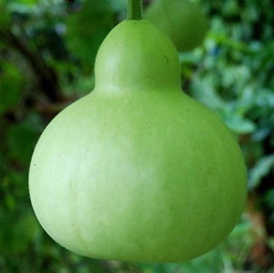 VibeX Pusa Manjari Bottle gourd-(200 Gms, 1000 Seeds) Seed(1000 per packet)