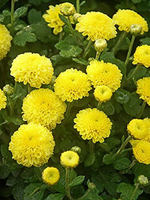 Lorvox Chrysanthemum Seed(40 per packet)