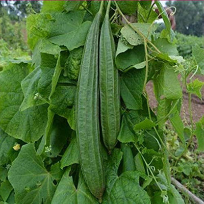 wequality gourd seeds for home garden/Ridge guard seed 14 Seed(14 per packet)
