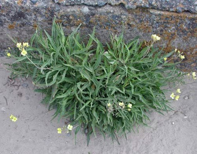 CYBEXIS Heirloom Wild Rocket Seeds DIPLOTAXIS TENUIFOLIA700 Seeds Seed(700 per packet)