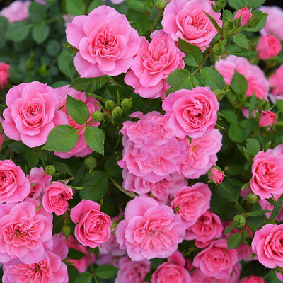CYBEXIS XLL-86 - Pink Climbing Rose - (100 Seeds) Seed(100 per packet)