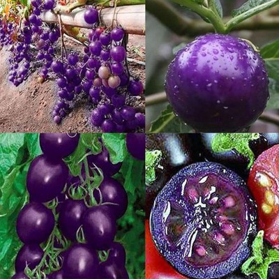 KNESSiN VIX-17 Purple Tomato Seed(200 per packet)